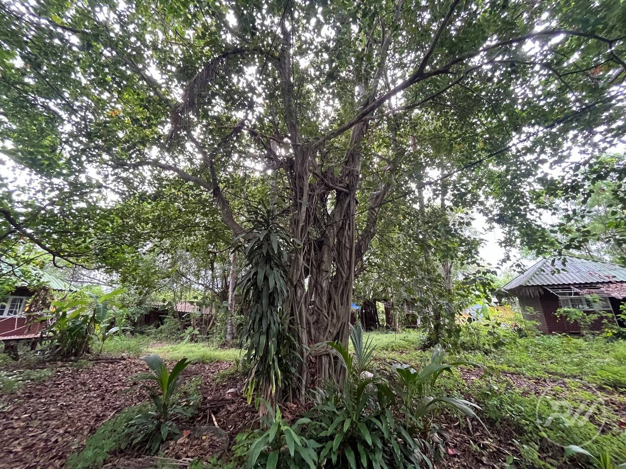 Land plot on Koh Phangan (RW-L0012) — photo 4