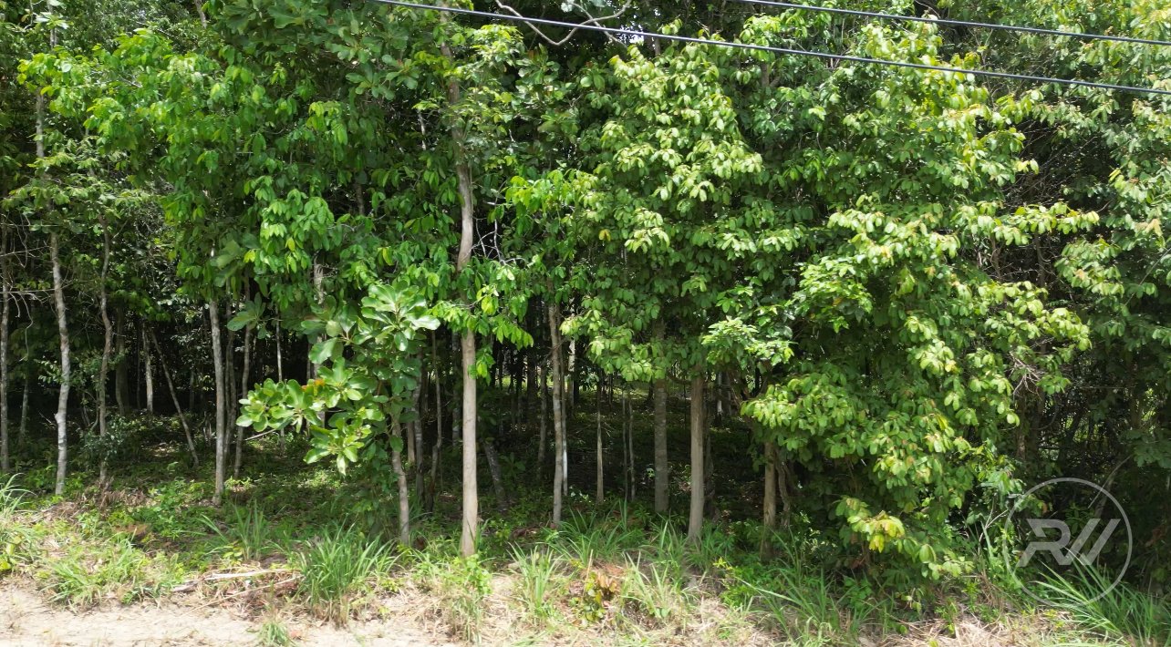 Land plot on Koh Phangan (RW-L0038) — photo 4