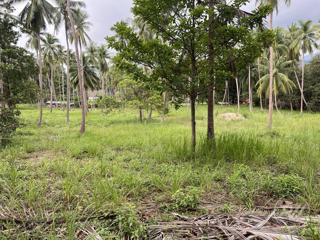 Land plot on Koh Phangan (RW-L0040) — photo 1
