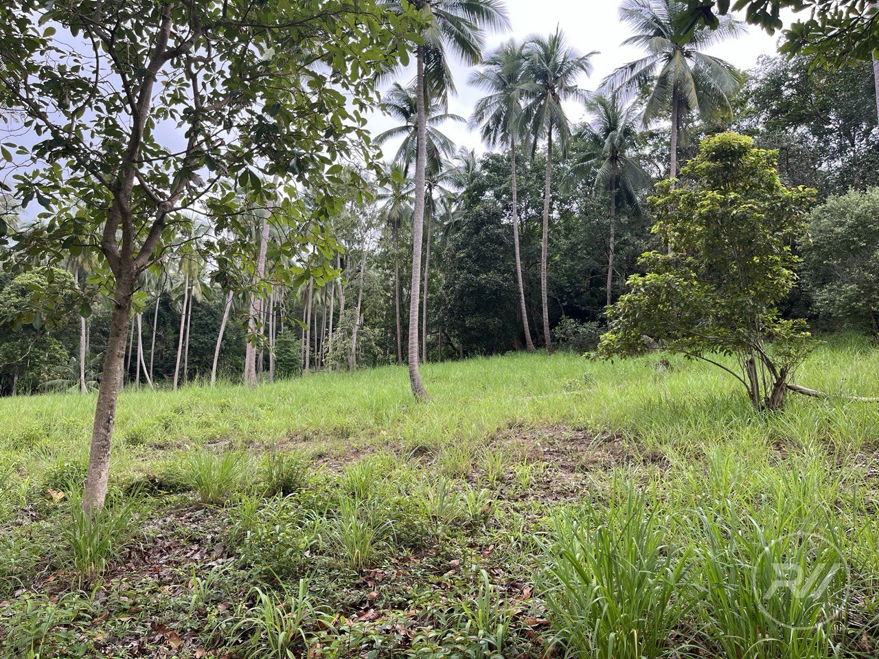 Land plot on Koh Phangan (RW-L0040) — photo 2