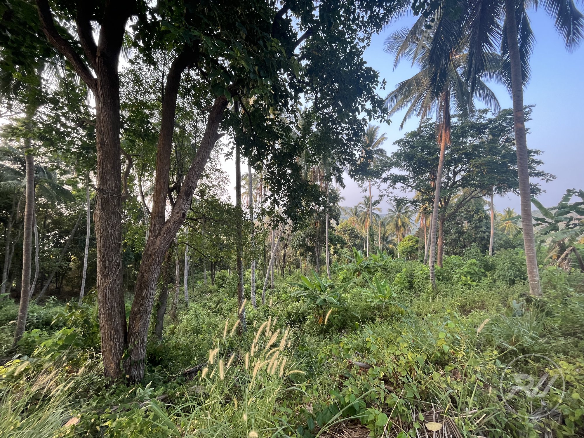 Land plot in Haad Salad (RW-L0056) — photo 1