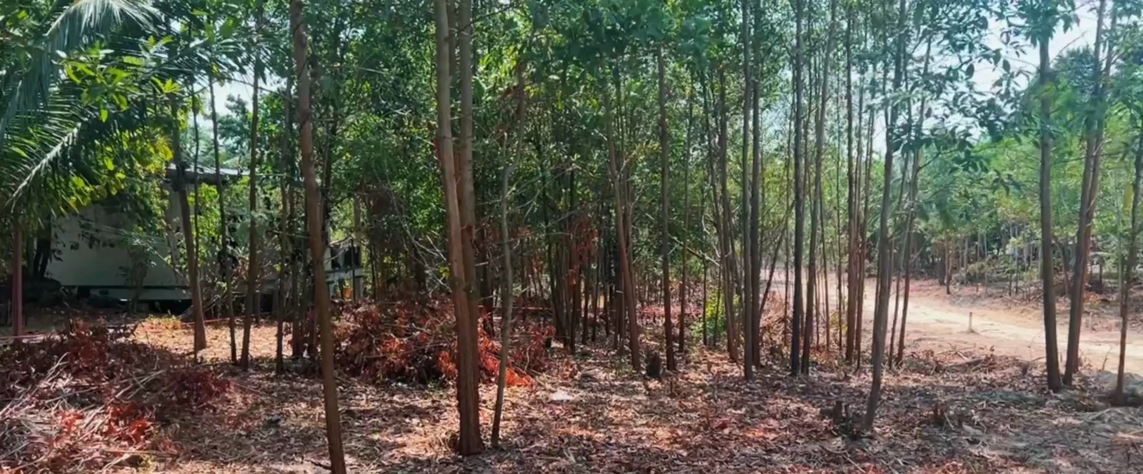 Land plot on Koh Phangan (RW-L0064) — photo 3